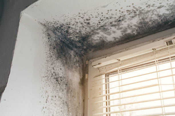 Affordable Mold Remediation solutions in Bunk Foss, WA